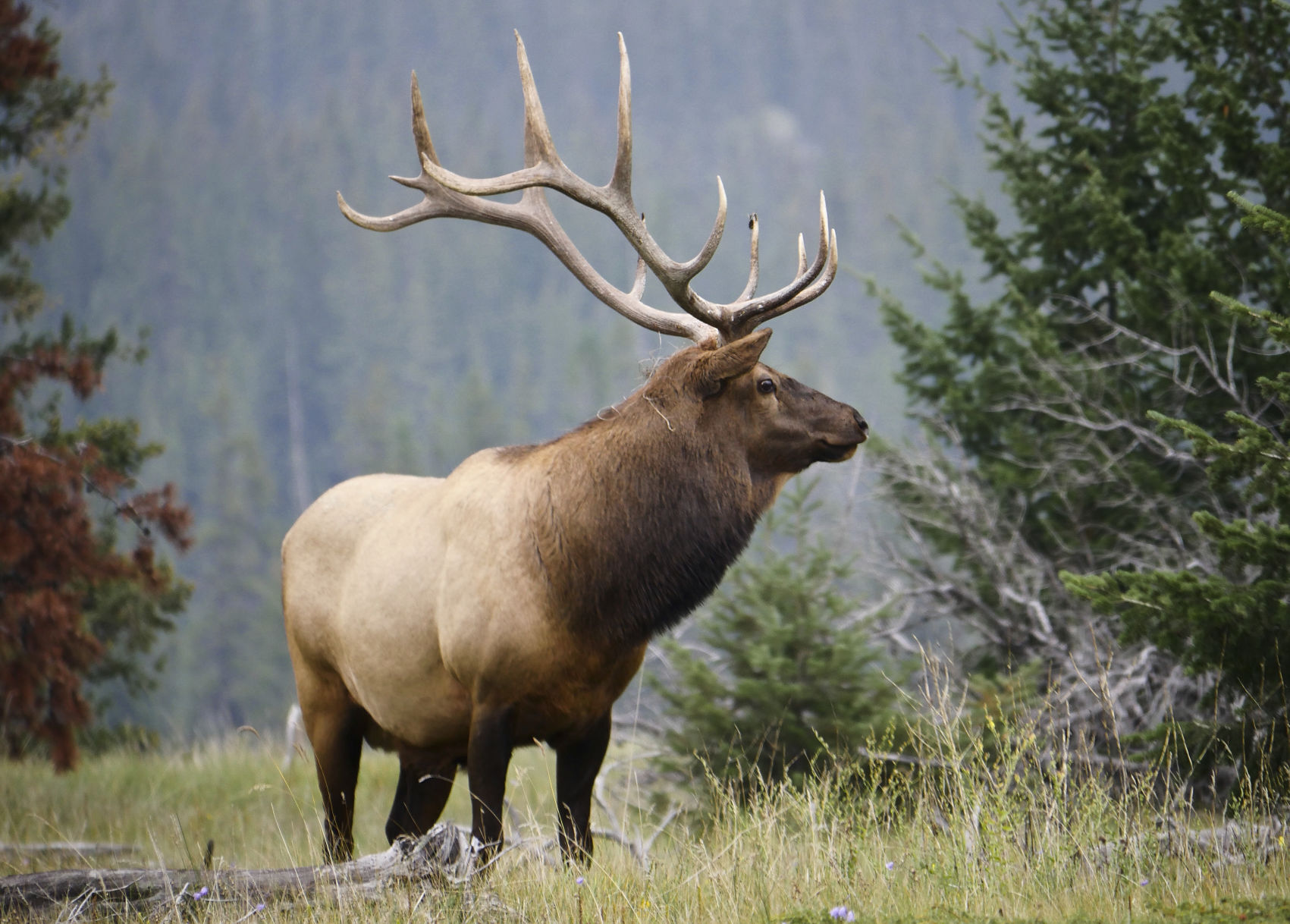 Bull Elk